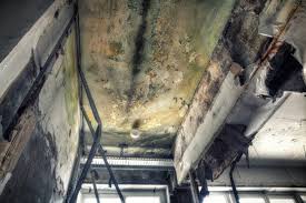 Trusted Coalinga, CA Mold Removal Experts